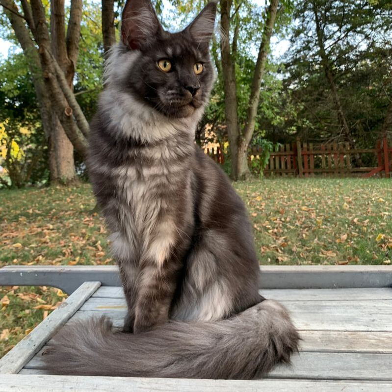 Adults - Small Haus Maine Coons