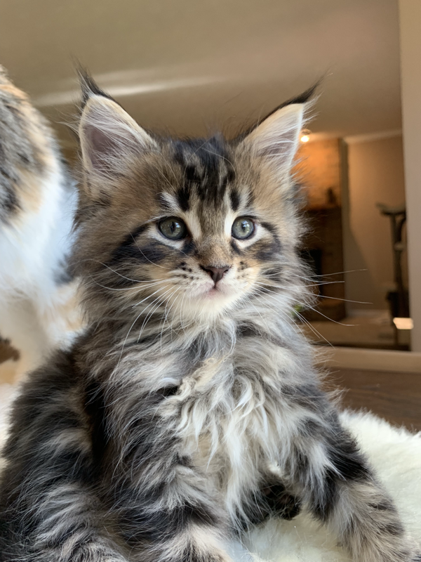 Photos! - Small Haus Maine Coons