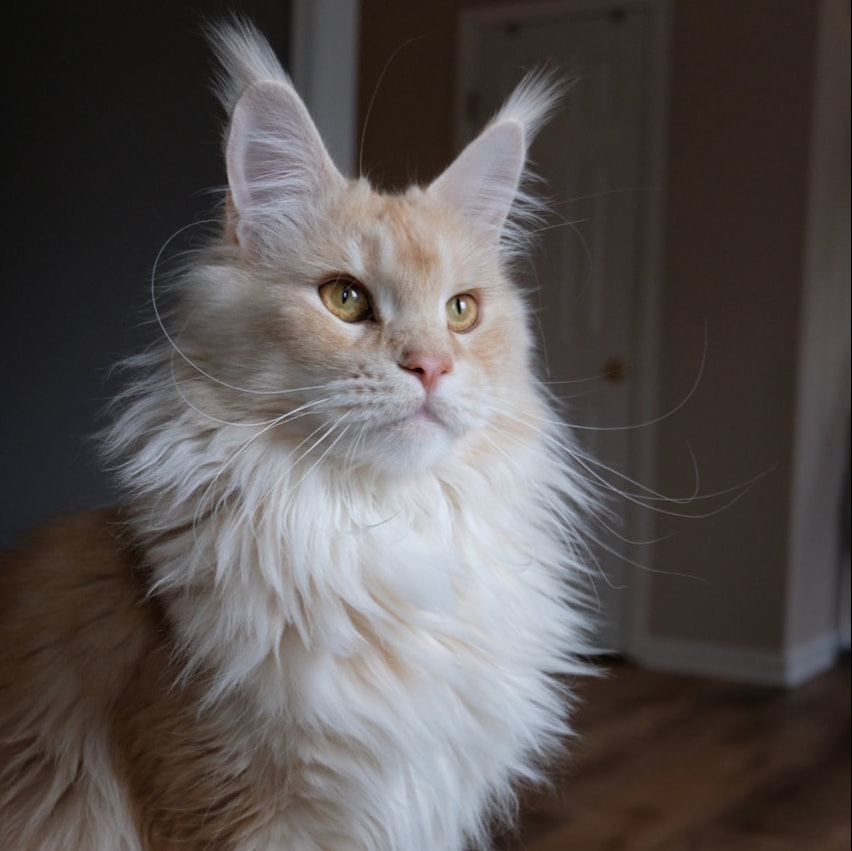 Retirees - Small Haus Maine Coons